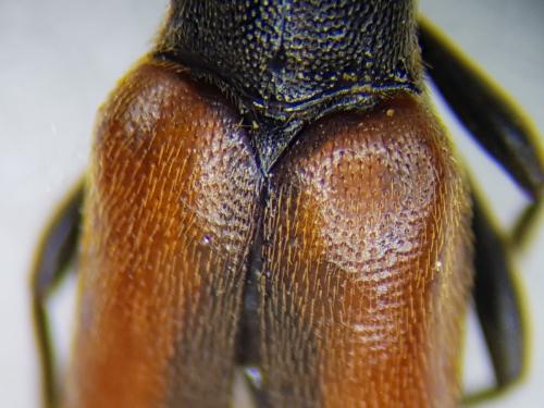 Stenurella melanura